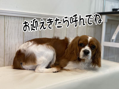 きなこちゃん☺ きなこちゃん☺