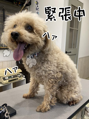 モカ君☺ モカ君☺