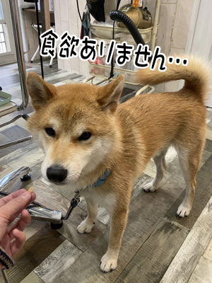 風虎君☺ 風虎君☺