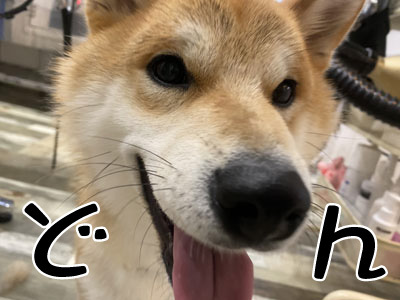 風虎君☺ 風虎君☺
