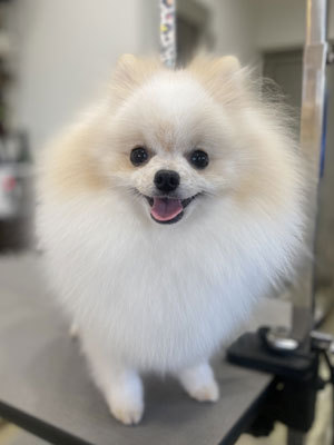 まろんちゃん☺ まろんちゃん☺