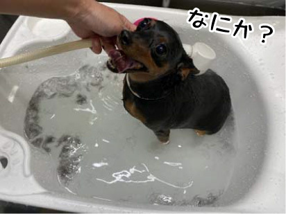 モカちゃん☺ モカちゃん☺