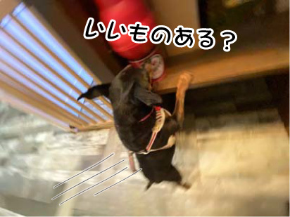 モカちゃん☺ モカちゃん☺