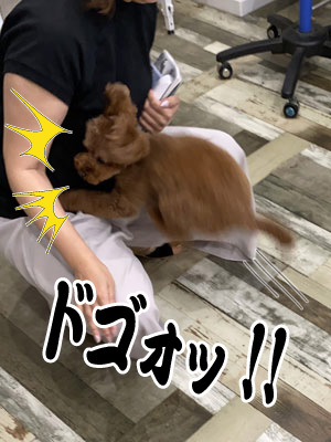 さくらちゃん☺ さくらちゃん☺