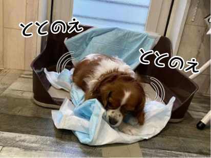 きなこちゃん☺ きなこちゃん☺