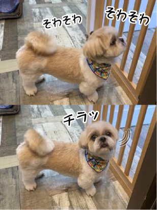 ププ君☺ ププ君☺