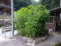 菊芋の栽培⑤