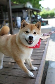 チラッ♪ チラッ♪