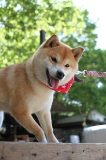 チラッ♪ チラッ♪