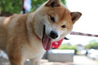 チラッ♪ チラッ♪