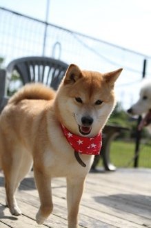 チラッ♪ チラッ♪