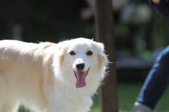 のこったのこった!! のこったのこった!!
