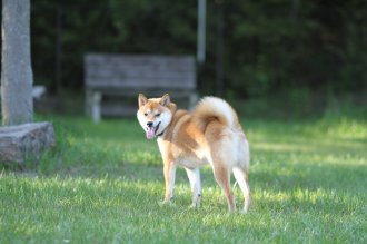 のこったのこった!! のこったのこった!!