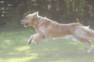 のこったのこった!! のこったのこった!!