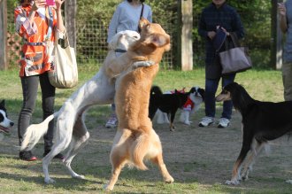 のこったのこった!! のこったのこった!!