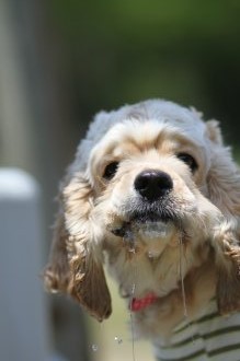 てへぺろ♪ てへぺろ♪