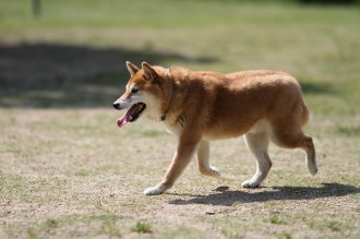 てへぺろ♪ てへぺろ♪