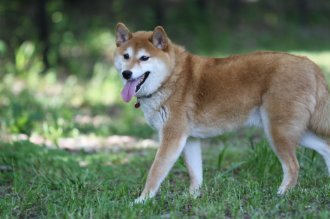 てへぺろ♪ てへぺろ♪