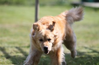 てへぺろ♪ てへぺろ♪