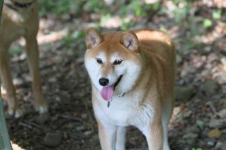 てへぺろ♪ てへぺろ♪