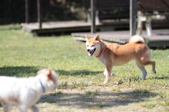 ニャシャシャ♪ ニャシャシャ♪