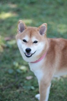 ニャシャシャ♪ ニャシャシャ♪