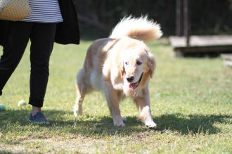 ニャシャシャ♪ ニャシャシャ♪