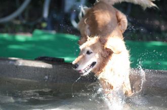 ニャシャシャ♪ ニャシャシャ♪