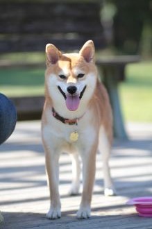 ニャシャシャ♪ ニャシャシャ♪