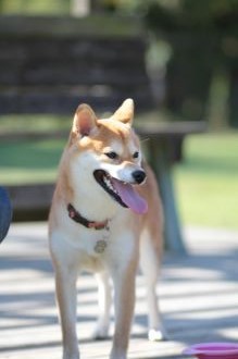 ニャシャシャ♪ ニャシャシャ♪