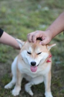 ニャシャシャ♪ ニャシャシャ♪