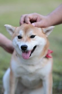 ニャシャシャ♪ ニャシャシャ♪