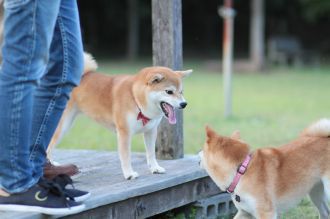 ニャシャシャ♪ ニャシャシャ♪