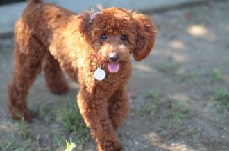 飛行犬撮影会は♪ 飛行犬撮影会は♪