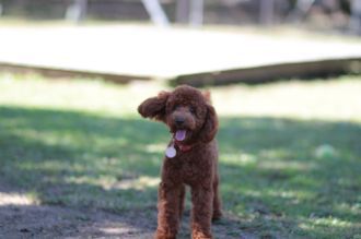 飛行犬撮影会は♪ 飛行犬撮影会は♪