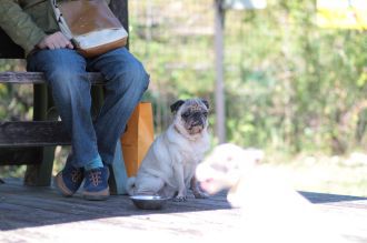 飛行犬撮影会は♪ 飛行犬撮影会は♪