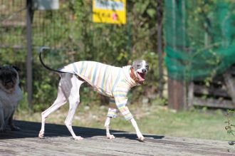 飛行犬撮影会は♪ 飛行犬撮影会は♪