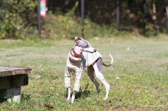 飛行犬撮影会は♪ 飛行犬撮影会は♪