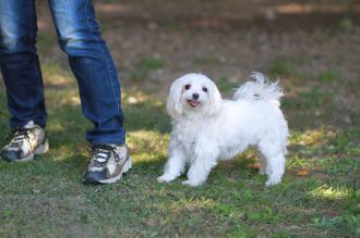 飛行犬撮影会は♪ 飛行犬撮影会は♪