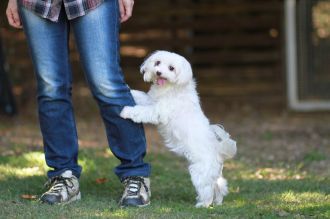 飛行犬撮影会は♪ 飛行犬撮影会は♪