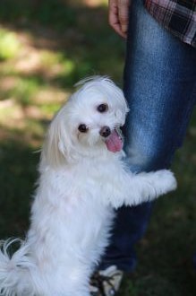 飛行犬撮影会は♪ 飛行犬撮影会は♪
