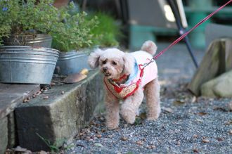 飛行犬撮影会は♪ 飛行犬撮影会は♪