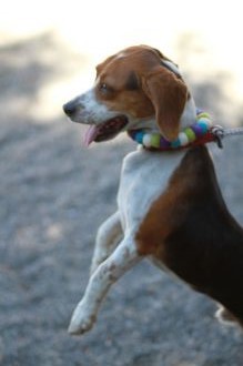飛行犬撮影会は♪ 飛行犬撮影会は♪
