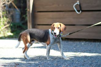 飛行犬撮影会は♪ 飛行犬撮影会は♪
