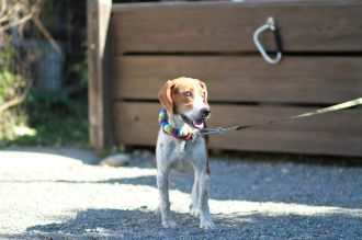 飛行犬撮影会は♪ 飛行犬撮影会は♪