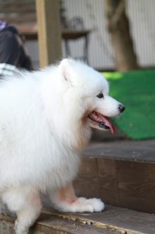 飛行犬撮影会は♪ 飛行犬撮影会は♪