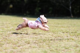 飛行犬撮影会は♪ 飛行犬撮影会は♪