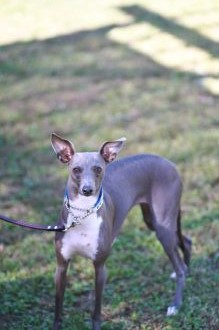 飛行犬撮影会は♪ 飛行犬撮影会は♪