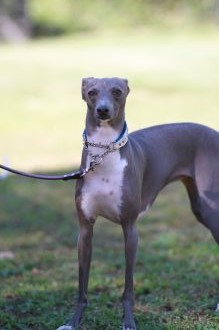 飛行犬撮影会は♪ 飛行犬撮影会は♪
