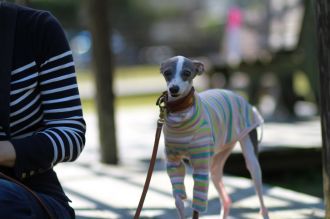 飛行犬撮影会は♪ 飛行犬撮影会は♪